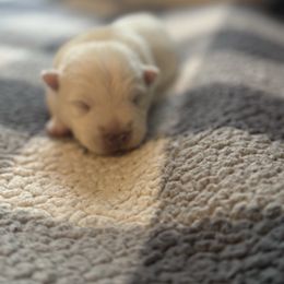 Oliver - White male West Highland White Terrier puppy in North Muskegon, Michigan from Bountiful Westies of West Michigan