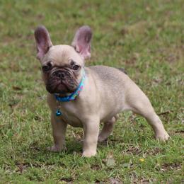 Chocolate Fawn Male - Fawn male French Bulldog puppy in Tyler, Texas from Texas Top Notch Frechies