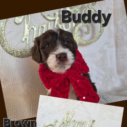 Buddy, chocolate - Red tri-color male Aussiedoodle puppy in Lexington, Oklahoma from Long Doggy Acres Miniature Dachshunds