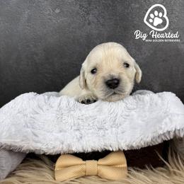 Woody - Cream male Companion Cross puppy in Utah County, Utah from Big Hearted Breeders