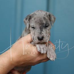 Button - Merle female Great Dane puppy in Denison, Texas from Hundeity Great Danes