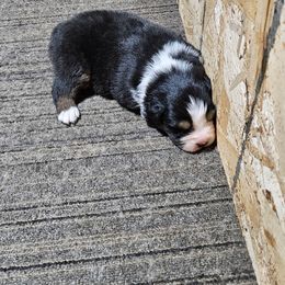 Boy - Black tri-color male Australian Shepherd puppy in Marshall, Michigan from RR Australian Shepherds