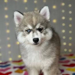 Rizzo - Silver and white female Pomsky puppy in Rossville, Georgia from Scenic City Pomskies