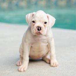 Sugar - White female Boxer puppy in Georgia from Stephanie’s Boxers
