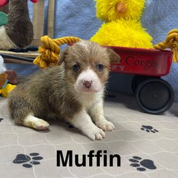 Muffin - Red female Pembroke Welsh Corgi puppy in Apison, Tennessee from Ashmore Corgis