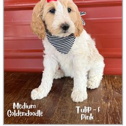 Tulip - Parti female Goldendoodle puppy in Fort Lupton, Colorado from Puppy Paws Colorado