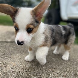 American Corgi and Pembroke Welsh Corgi Puppies from MKM Corgi Company