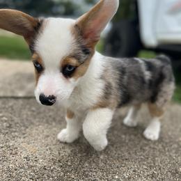 American Corgi and Pembroke Welsh Corgi Puppies from MKM Corgi Company