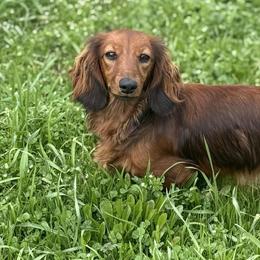 Dachshunds from Golden paws dachshunds