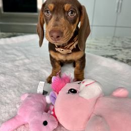 Dachshund Puppies from Harrison Farm