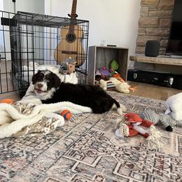 Aussiedoodle and Goldendoodle Puppies from Junipersdoodles