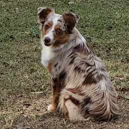 Zazu - Toy Australian Shepherd