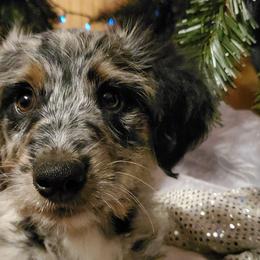 Aussiedoodles and Australian Shepherds from Crystal's Aussies, Doodles and More