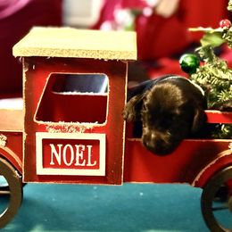 White collar male - Black male Double Doodle puppy in Norfolk, Virginia from Móraí’s Doodles