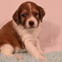 Otto - Parti female Goldendoodle puppy in Windsor, Colorado from Front Range Family Doodles