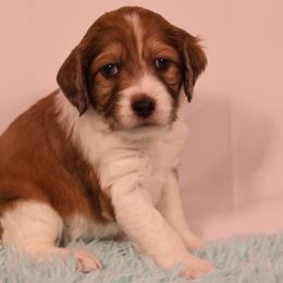 Otto - Parti female Goldendoodle puppy in Windsor, Colorado from Front Range Family Doodles