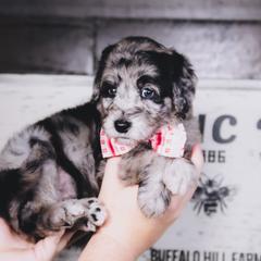 Bordoodle Puppies from 2J 2K Bordoodles