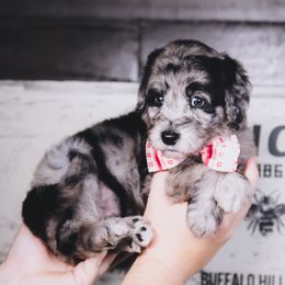 Bordoodle Puppies from 2J 2K Bordoodles