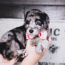 Bordoodle Puppies from 2J 2K Bordoodles