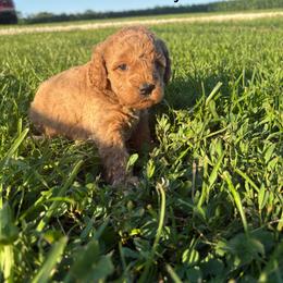 Girl 5 - 7355 - Cream female Goldendoodle puppy in Wever, Iowa from JK Royal Lines