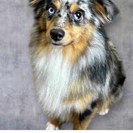 Chuggy - Toy Australian Shepherd