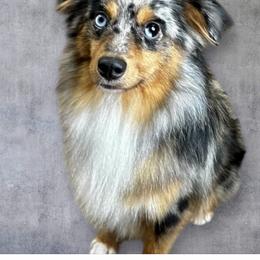 Chuggy - Toy Australian Shepherd