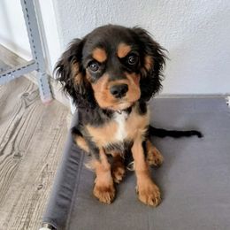 Cavalier King Charles Spaniel and Cavapoo Puppies from PJE Cavs and Poos