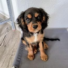 Cavalier King Charles Spaniel and Cavapoo Puppies from PJE Cavs and Poos