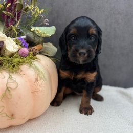 Salami - Black female Australian Labradoodle puppy in Denton, Texas from Liberty Hill Labradoodles