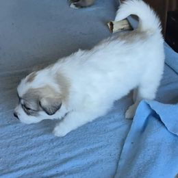 Lovie - White female Colorado Mountain Dog puppy in Hot Sulphur Springs, Colorado from Stormy Heights Homestead