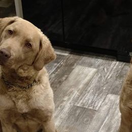 Chesapeake Bay Retrievers from Dead Stream Kennel