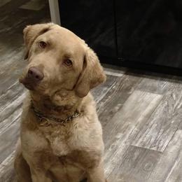 Chesapeake Bay Retrievers from Dead Stream Kennel