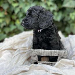 Noel - Black Labradoodle puppy in Atascadero, California from Classic Poodles and Doodles