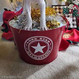 Snow White - White and black female Dalmatian puppy in Katy, Texas from Lone Star Dalmatians