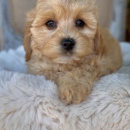 Willow - Apricot female Cavapoo puppy in Arlington, Texas from Van Haselen Poodles and Doodles