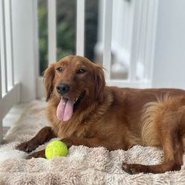 Lucy - Golden Retriever