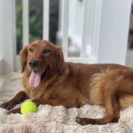 Lucy - Golden Retriever
