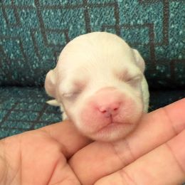 Girl - White female Maltipoo puppy in Buffalo, New York from Debra Stacey's Maltipoo Puppies