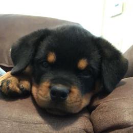 Rottweiler Puppies from Mississippi Rottweilers