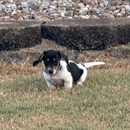 Waylon - Black and cream male Dachshund puppy in Fort Worth, Texas from Louis' Litters