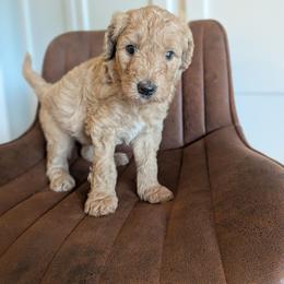 Orange - Apricot male Goldendoodle puppy in Prattville, Alabama from Jericho Junction Doodles and Poodles