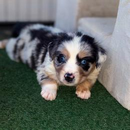 Titan - Blue merle male Miniature Australian Shepherd puppy in Guthrie, Oklahoma from Raised Right Pups