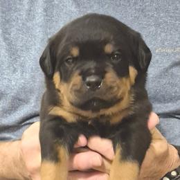 Bailey- Grey collar boy 2 - Black and mahogany male Rottweiler puppy in Carnesville,, Georgia from Von Knopf Rottweilers