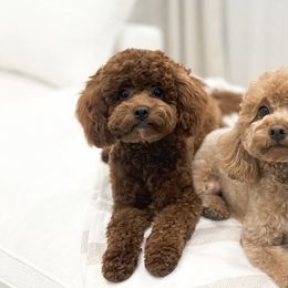 Poodles from bemi_toys