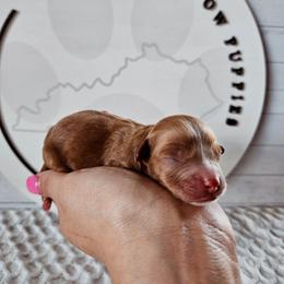 Gracie - Red female Cavapoo puppy in London, Kentucky from Blue Meadow Puppies