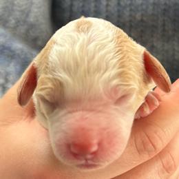 Miss Orange - Blenheim female Cavapoo puppy in Norton Shores, Michigan from Dune Pack Doodles and Poodles