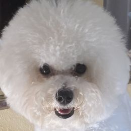 Millie - Bichon Frise