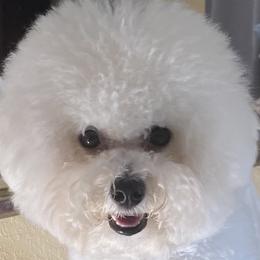 Millie - Bichon Frise