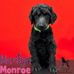 Marilyn Monroe - Black female Poodle puppy in Nederland, Texas from Lingo Standard Poodles