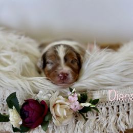 Aussiedoodle Puppies from Crystal Ridge Doodles